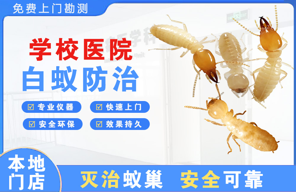 达县学校医院白蚁防治