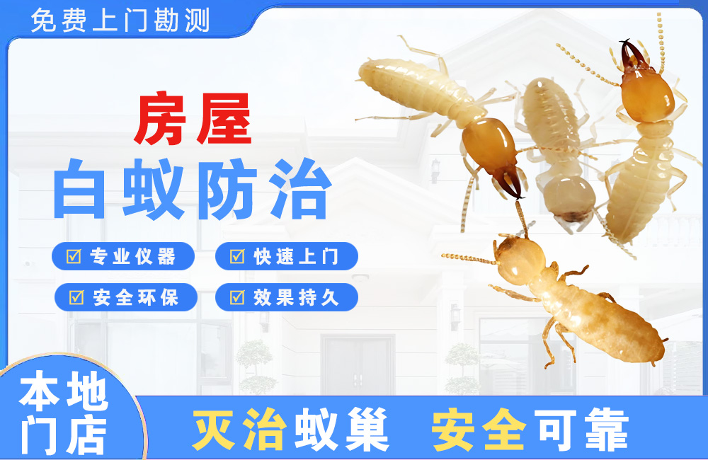 达县房屋白蚁防治